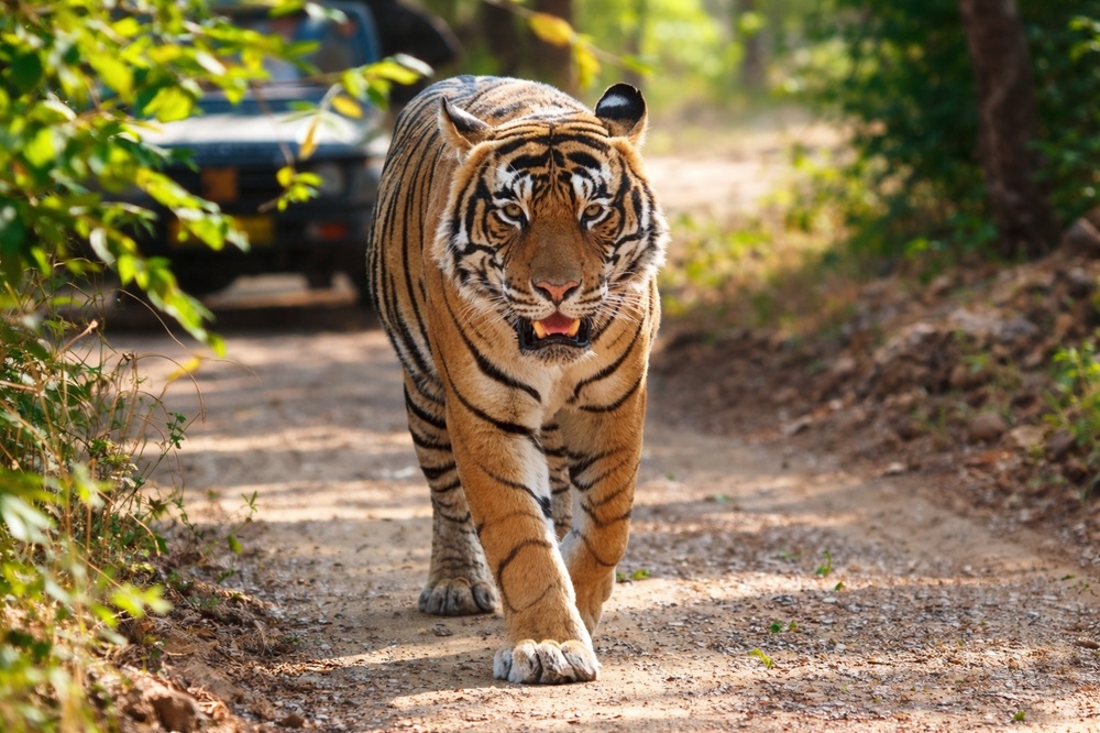 Leopard in Ranipur